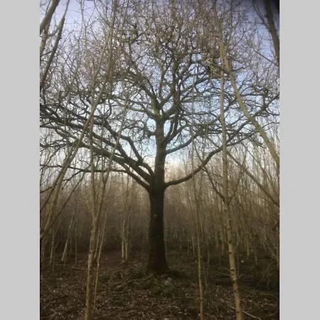 Woodford In Old Farm *