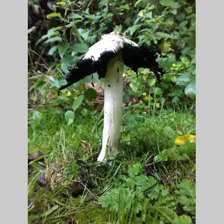 Дом отдыха Woodford In Old Farm Килларни