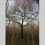 Woodford In Old Farm *