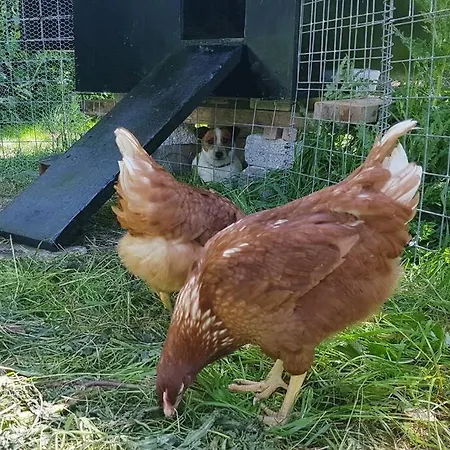 Woodford In Old Farm Killarney