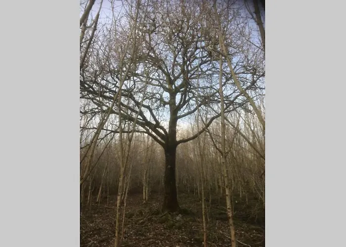 Woodford In Old Farm *