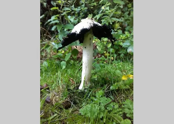 別荘 Woodford In Old Farm キラーニー