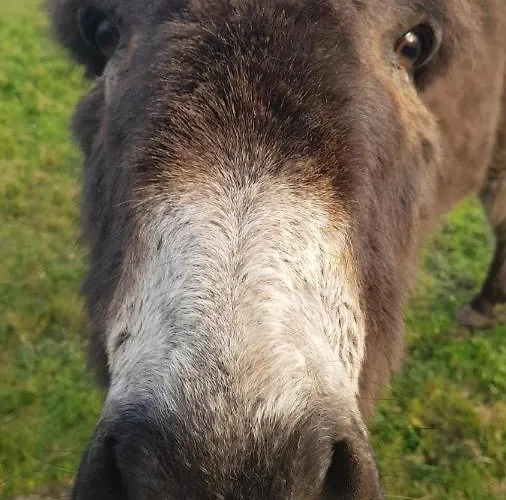 Woodford In Old Farm Prázdninový dům *