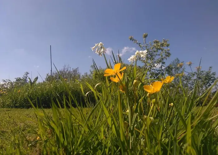 Woodford In Old Farm * 基拉尼