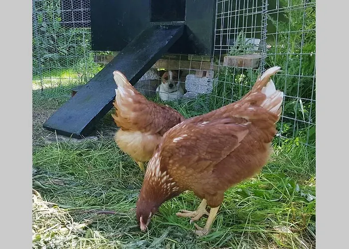 Woodford In Old Farm 基拉尼